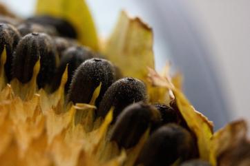 К маю запасы подсолнечника в сельхозпредприятиях РФ упали вдвое